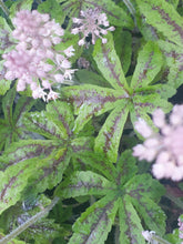 Tiarella Candy Striper