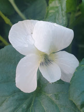 Viola sororia Albiflora AGM
