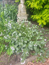 Pulmonaria Opal