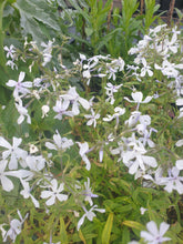 Phlox divaricata 'White Perfume'