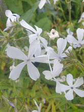 Phlox divaricata 'White Perfume'