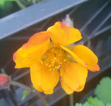 Geum 'Karlskaur'