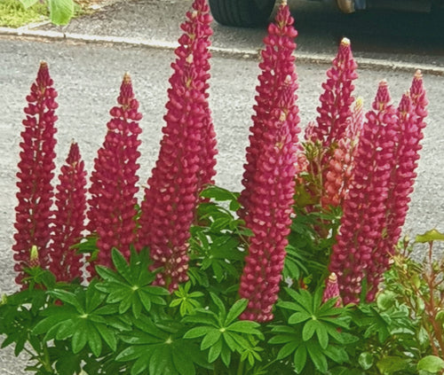 Lupinus russell 'The Pages'