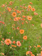 Geum 'Totally Tangerine'