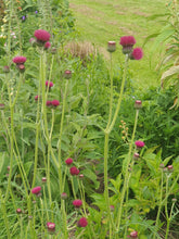 Cirsium atropurpurea ‘Rivulare’