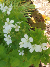 Geranium sylvaticum, 'Album'