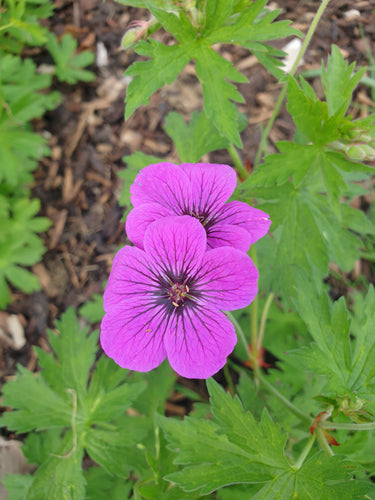 Geranium psilostemon 'Eva'