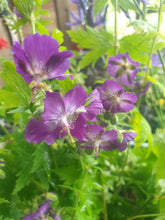 Geranium phaeum 'Lily Lovell'