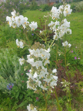 Polemonium caeruleum subs caeruleum f.Album