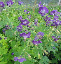 Geranium phaeum 'Lily Lovell'