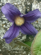 Clematis x hendersonii