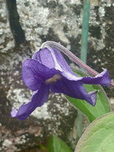Clematis x hendersonii