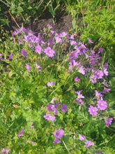 Geranium Sirak