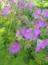 Geranium Sirak