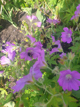 Geranium Sirak
