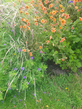 Geum 'Totally Tangerine'