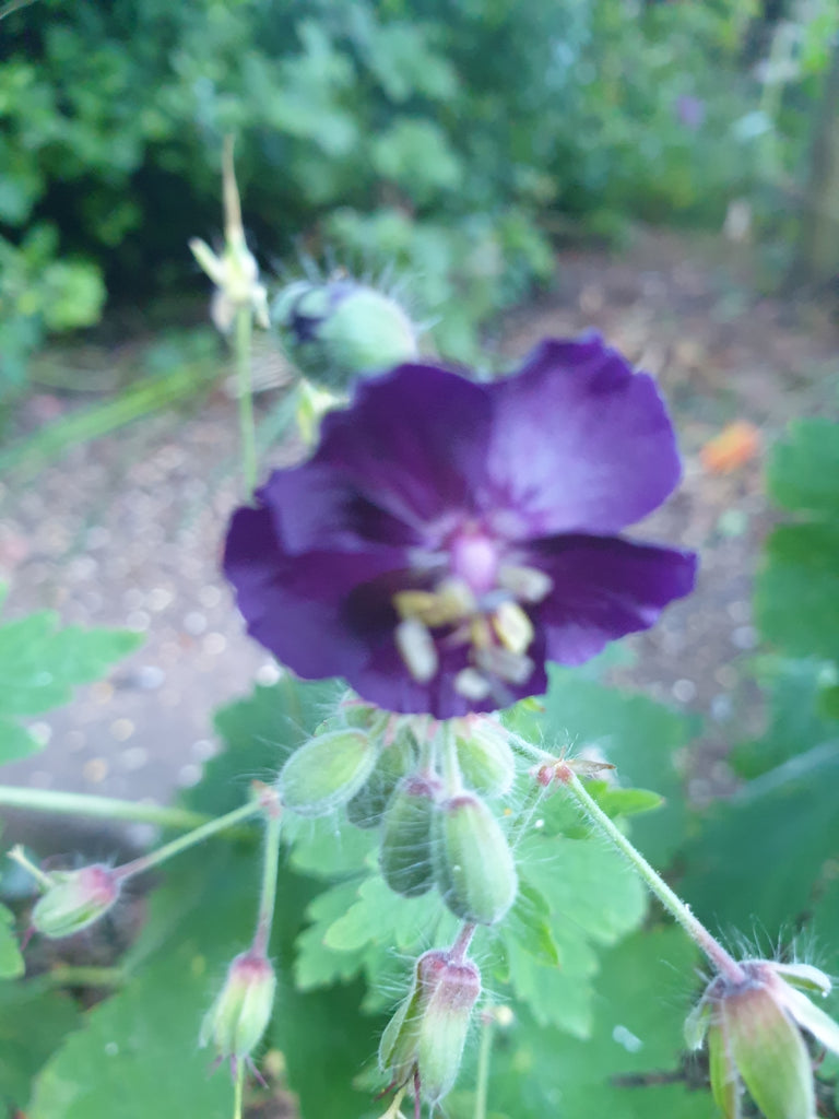 Geranium phaeum 'Raven' – Plants Shoots and Leaves