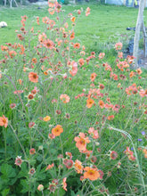 Geum 'Totally Tangerine'