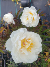 Paeonia 'Kelway's Glorious'
