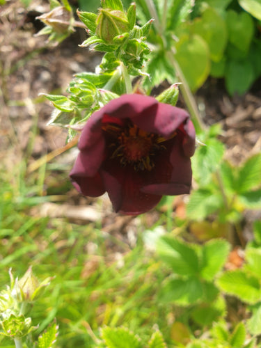 Potentilla Monsieur Rouillard