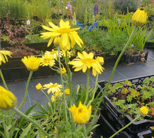 Anthemis tinctoria E.C. Buxton