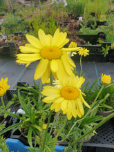 Anthemis tinctoria E.C. Buxton
