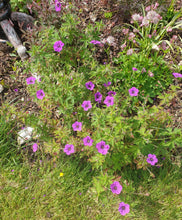 Geranium psilostemon 'Eva'