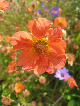 Geum 'Totally Tangerine'