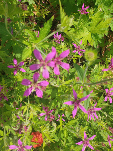 Geranium 'Hola Guapa' PBR