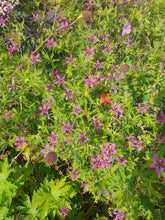 Geranium 'Hola Guapa' PBR