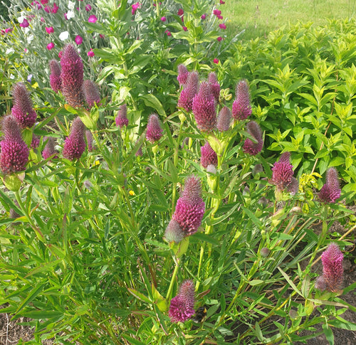 Trifolium rubens