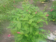 Persicaria amplexicaulis 'Inverleith'
