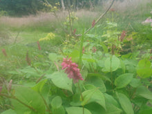 Persicaria amplexicaulis 'Inverleith'