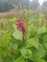 Persicaria amplexicaulis 'Inverleith'