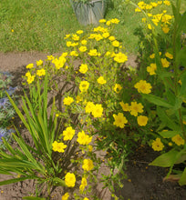 Potentilla 'Yellow Queen'
