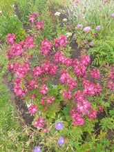 Sidalcea 'Wine Red'