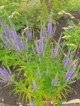 Veronica spicata Blue Spires