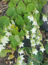 Campanula alliariifolia