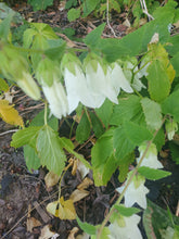 Campanula alliariifolia