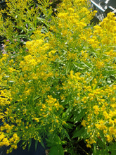 Solidago ledsham