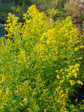 Solidago ledsham