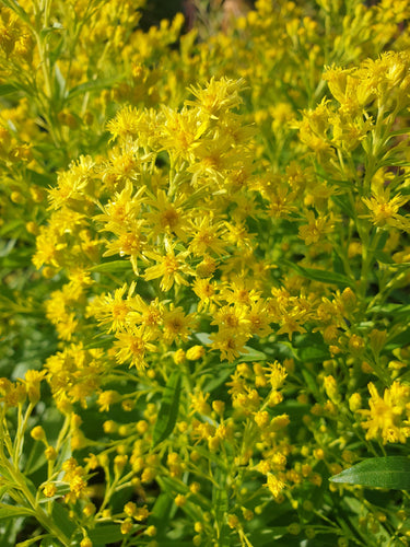 Solidago ledsham