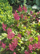 Astilbe Fanal