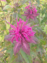 Monarda on Parade