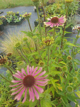 Echinacea purpurea 'Green Twister'