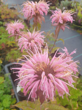 Monarda Croftway Pink