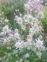 Eryngium planum Silver Salentino