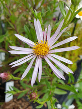 Aster pyrenaeus 'Lutetia'