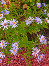 Aster x frikartii 'Monch'