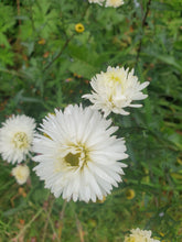 Aster (symphytcum) novi-belgii 'White Ladies'